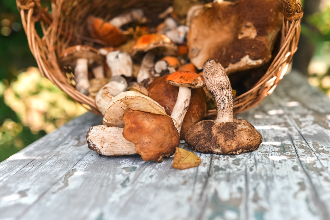 paddenstoelen