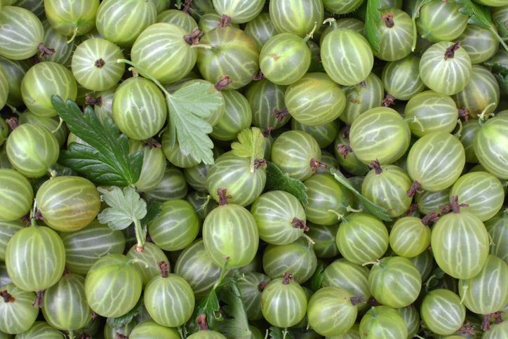 amla fruit geel groen bessen