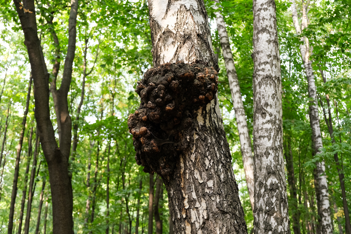 chaga paddenstoel groeiend aan een boom in het bos