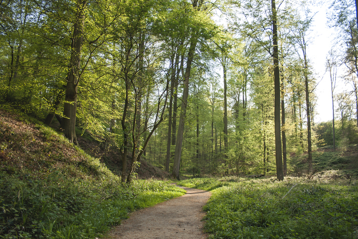 Haarlemmerhout