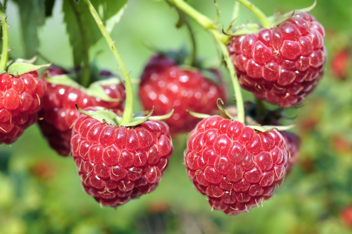close-up van rijpe frambozentak in de tuin op zonnige zomerdag framboos