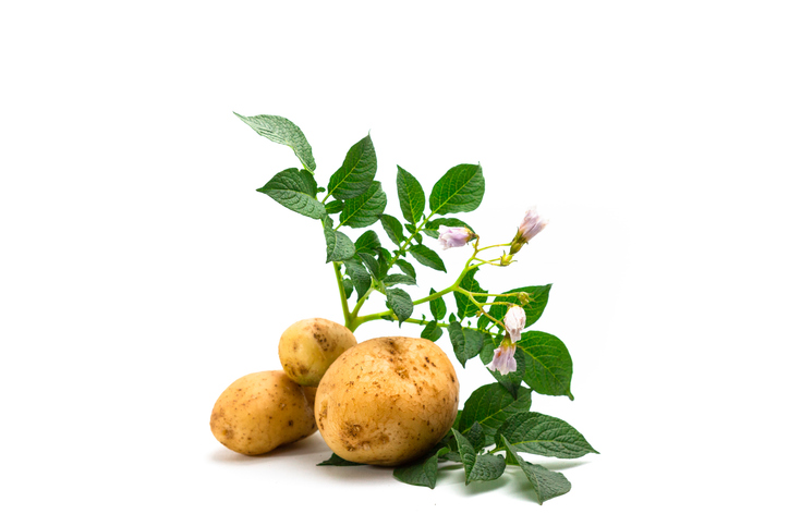 gewone aardappel witte achtergrond met bladeren eruit groeiend