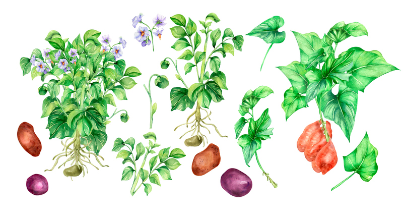 Set van groene aardappel bush aquarel illustratie op witte achtergrond. Rauwe knolgewas, batata, tuinplanten met de hand beschilderd. ontwerpelement voor ontwerpmenu, verpakking, ingrediënten van recept, servies