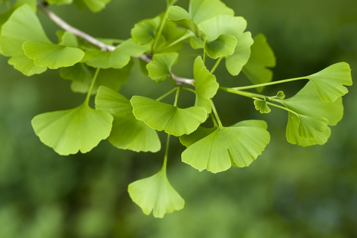 ginkgo biloba bladeren aan een tak