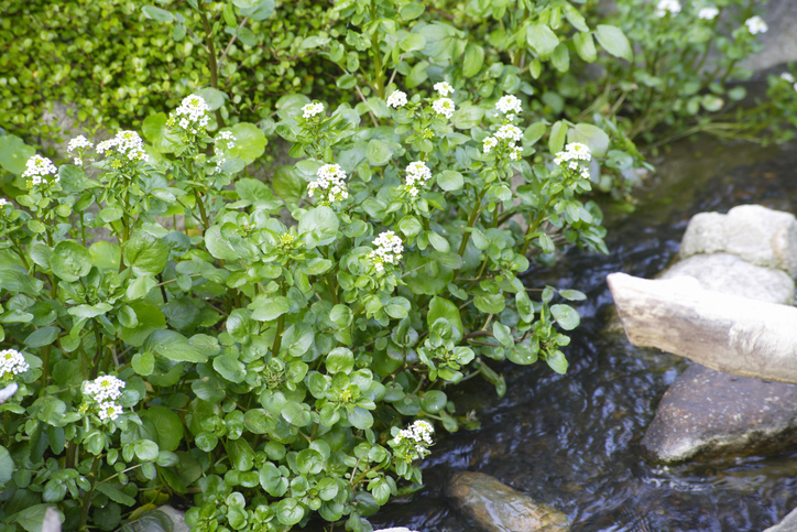 waterkers in de tuin