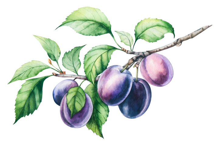 botanische tekening van paarse pruimen aan een tak