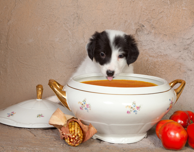 pup-poen soep pompoen aardappelsoep met puppy