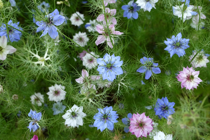 bloeiende zwarte komijn nigella damascena