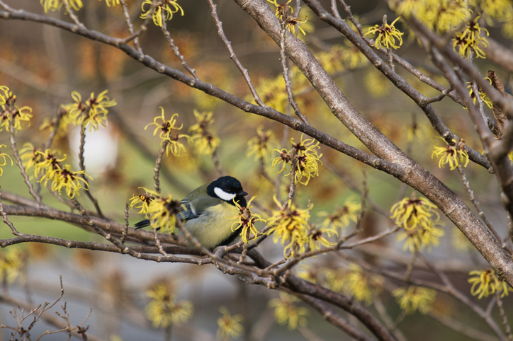 Amerikaanse toverhazelaar – Hamamelis virginiana