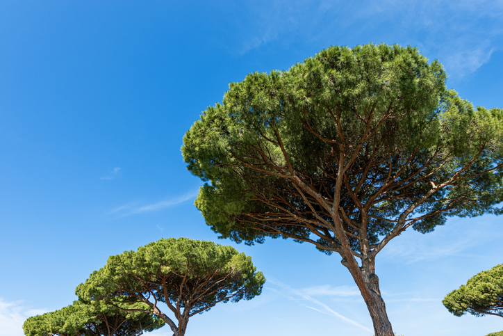pinus pinaster, zeeden, pijnboom