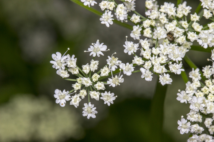Cuminum cyminum komijn witte bloeiende bloemen