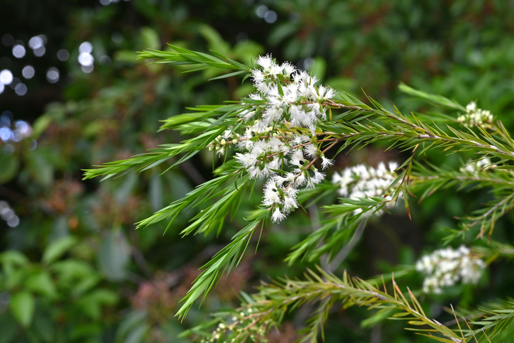 foto van een groene tak met witte bloemetjes van de Melaleuca Alternifolia oftewel Tea Tree